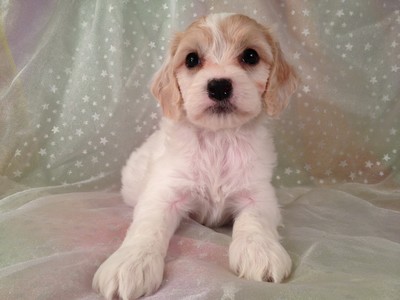 Female Cockapoo Puppy for sale #15 Ready November 13, 2012